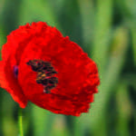 Poppy